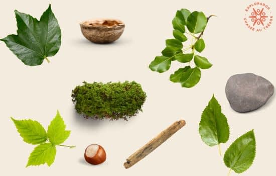 collection de tresors de la nature