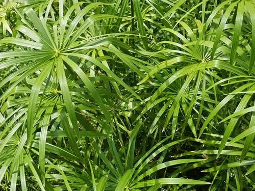papyrus plante